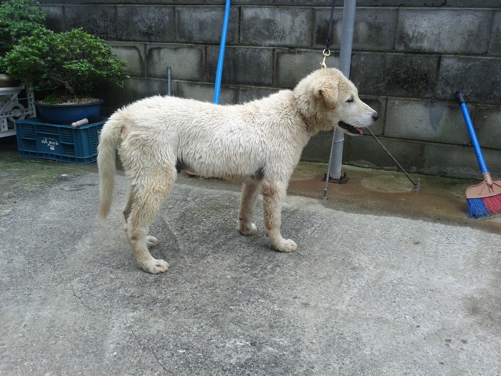 맹호 이미지