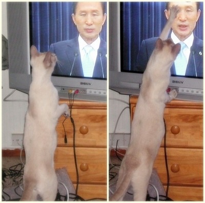 인 이미지