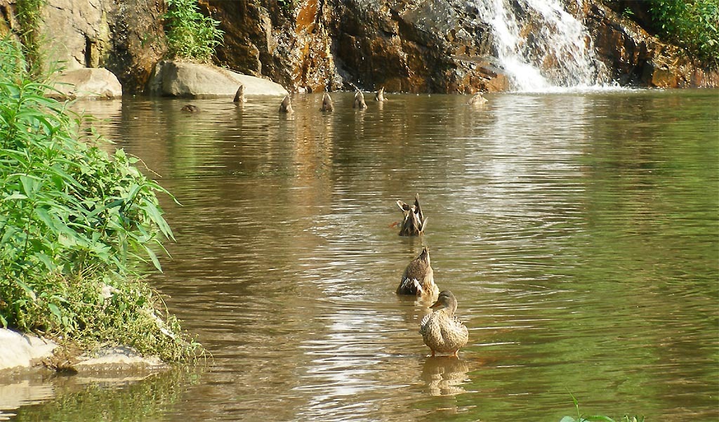 오리궁디 이미지