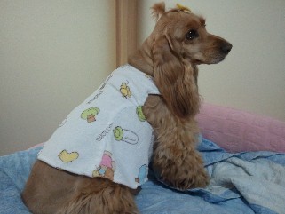 랑이 이미지
