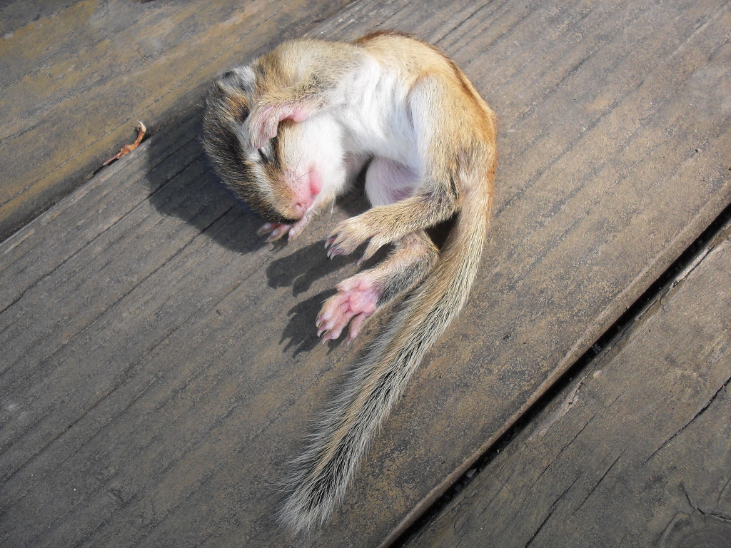 용문산자연휴양림 이미지
