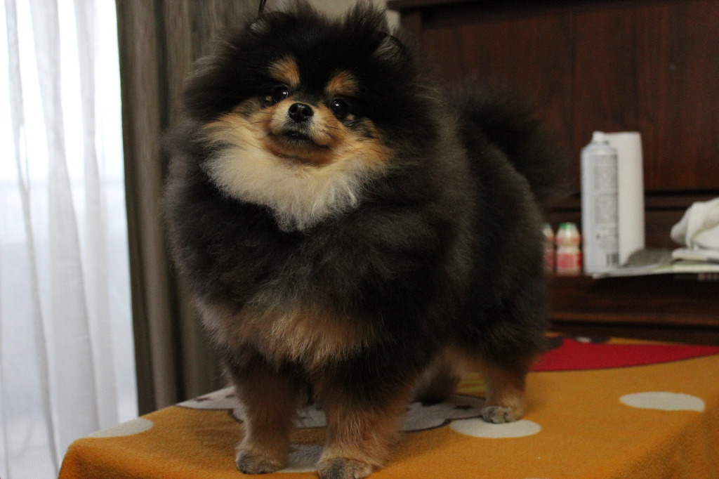 몰리 이미지