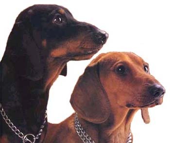 닥스훈트(DACHS HUND) 이미지