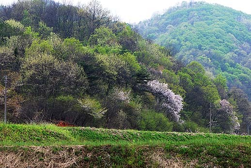 춘산 이미지