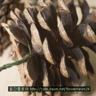 리빙플라워 이미지