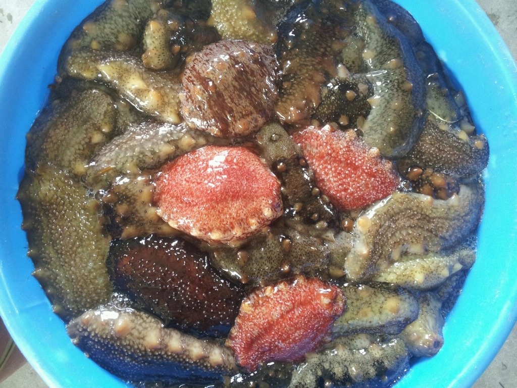 해삼 이미지