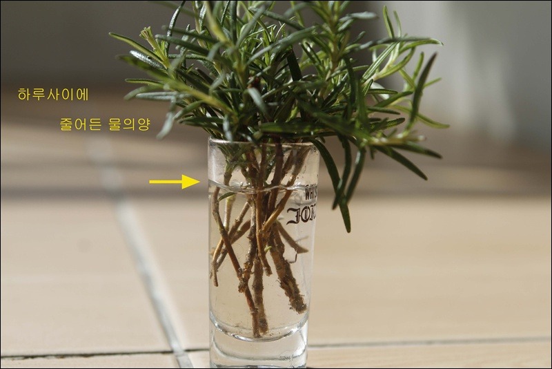 허브 이미지