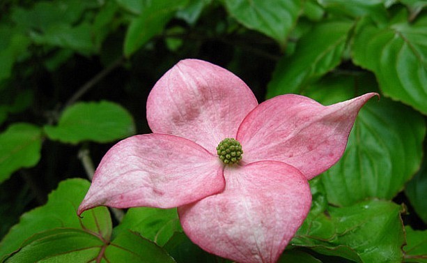 수림조경 이미지