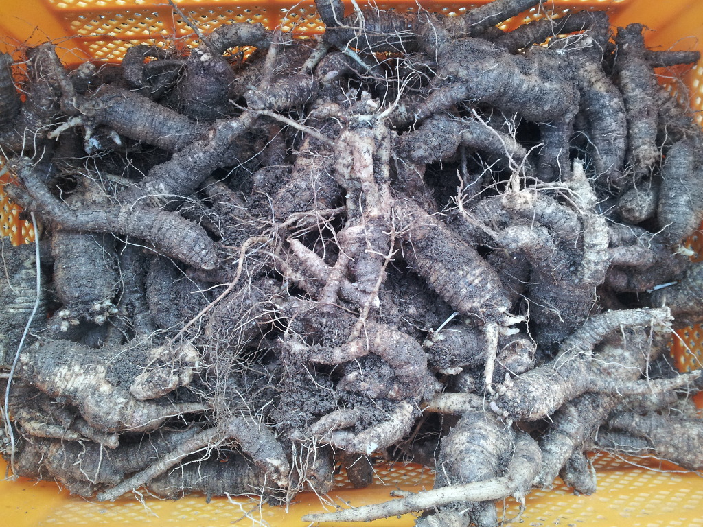 무주더덕 이미지