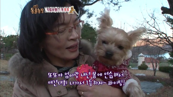 [동물농장] 지팡이 짚고 걷는 심봉사 개 또또라오 | 인스티즈