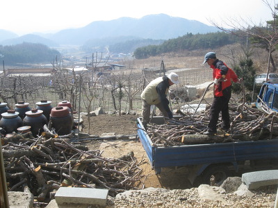 송골 이미지