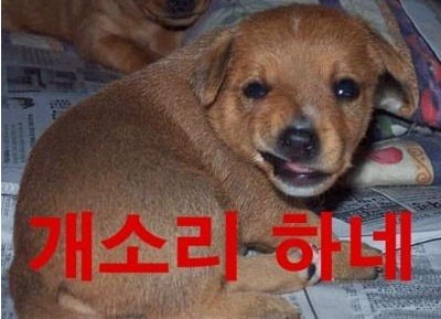 가와이 이미지