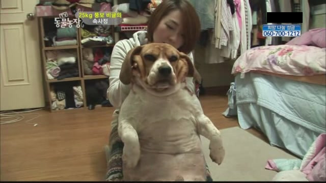 동물농장 이미지
