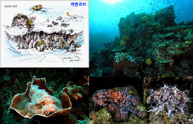 카반 이미지