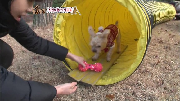 [동물농장] 지팡이 짚고 걷는 심봉사 개 또또라오 | 인스티즈