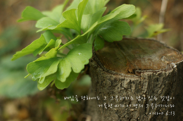 그루터기 이미지