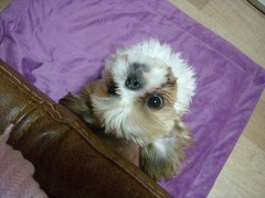 슈챠이 이미지