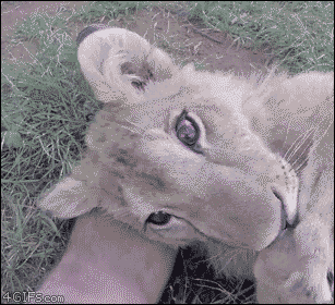 교태부리는 사자.gif | 인스티즈