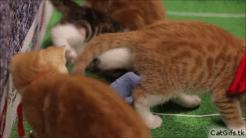 고양이덕후들 를 잡는다 | 인스티즈