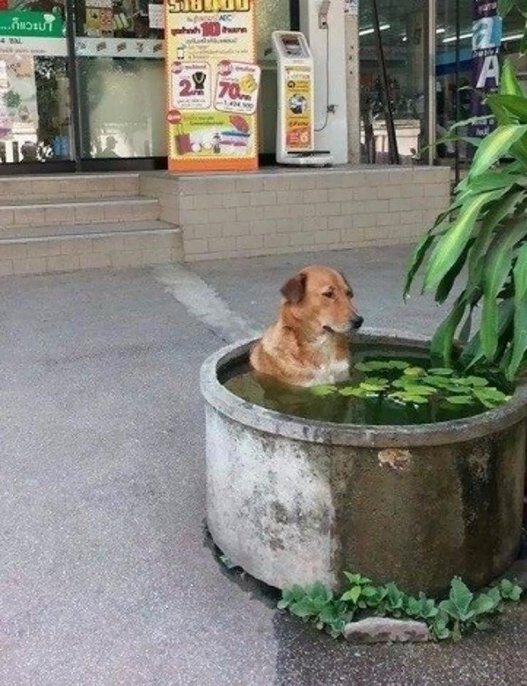 개가 너무 더워서 자발적으로... | 인스티즈