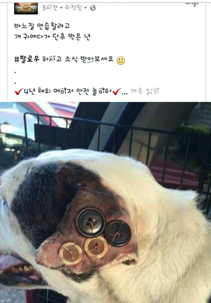 강아지 귀에 바느질 연습한 미친x.......휴 (사진주의) | 인스티즈