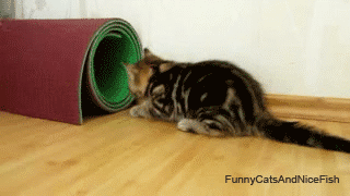 새끼 고양이들 .gif | 인스티즈