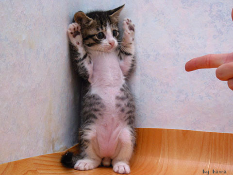 고양이 능욕하기 | 인스티즈