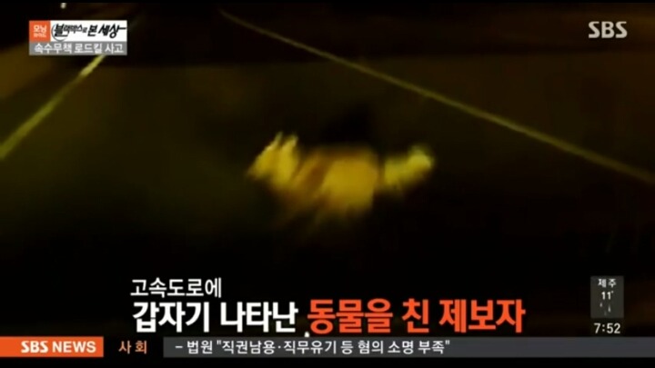 기적적인 강아지 로드킬 | 인스티즈