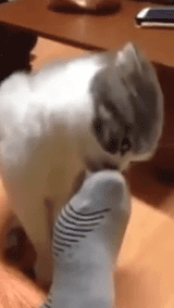 사람 발냄새를 맡은 고양이들 반응.gif | 인스티즈