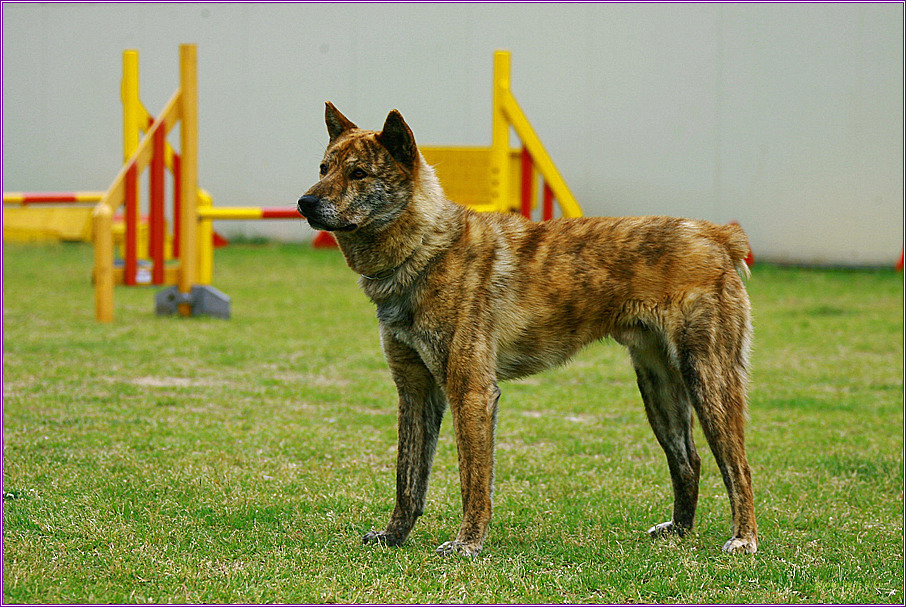 재수없게생겼다고 일본이 대량 학살한 우리나라 토종개 동경이(댕견) | 인스티즈