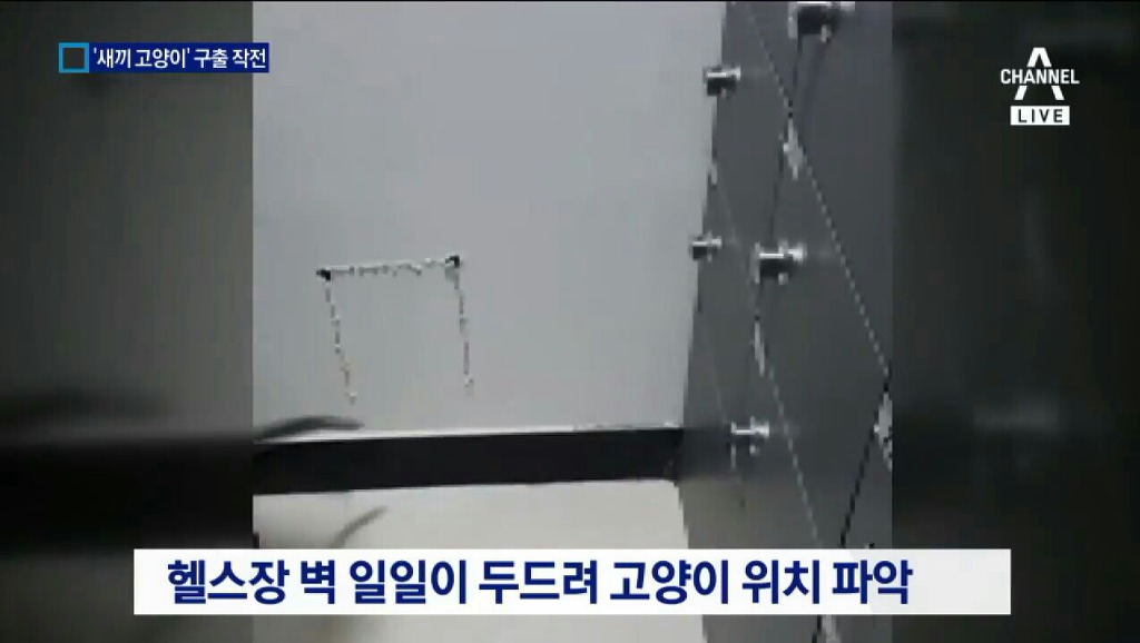새끼 고양이 구출 작전.jpgif | 인스티즈