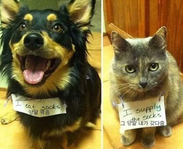 애완동물이 한 잘못들.jpg | 인스티즈