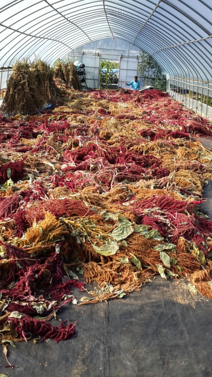 (주)아마란스 이미지
