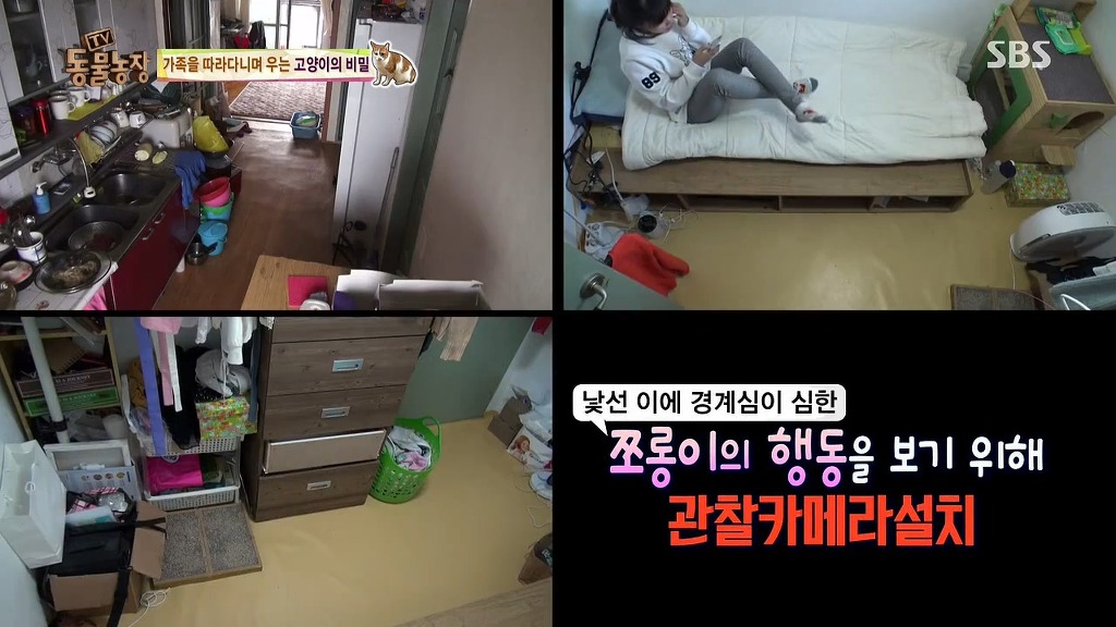 [동물농장] 존트 할말 다 하고 사는 수다쟁이 고양이 쪼롱이ㅋㅋㅋㅋ.jpg | 인스티즈