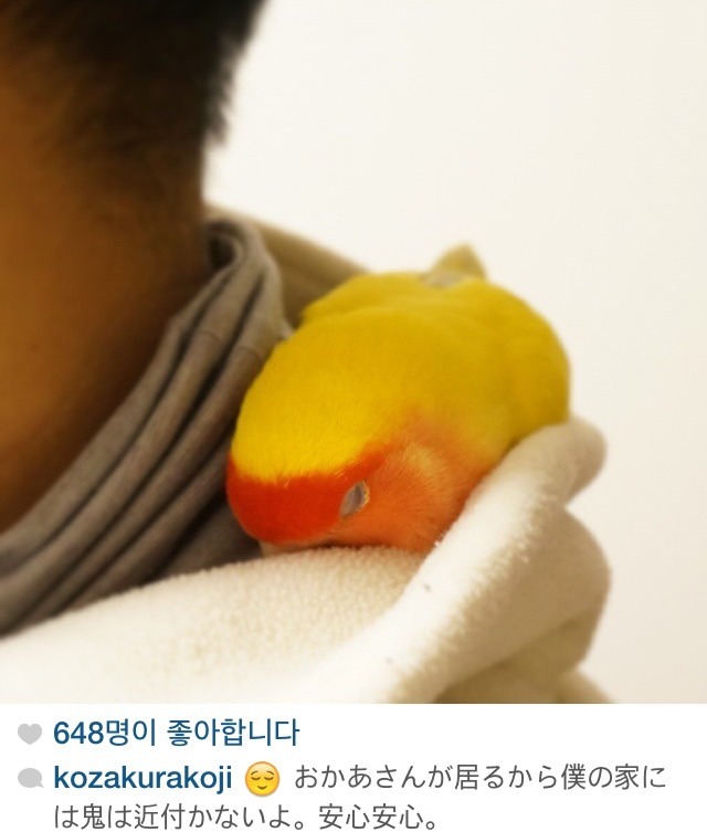 일본에서 인기라는 모란앵무 | 인스티즈