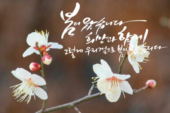 캘리 이미지