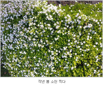 봄소리 이미지