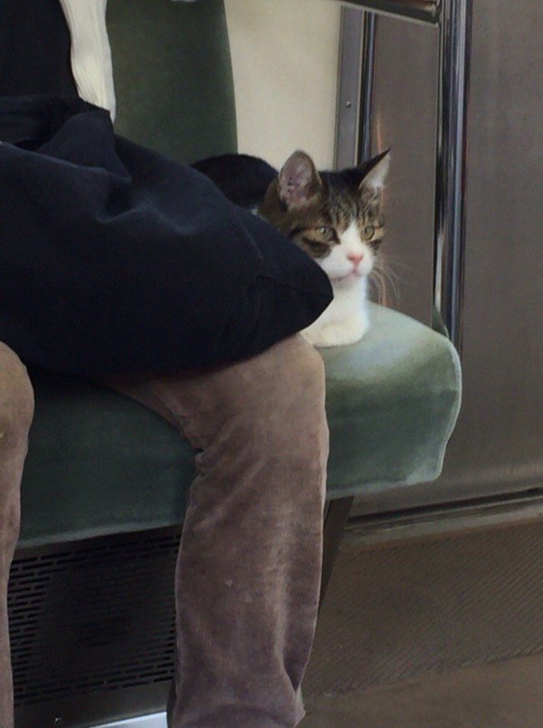 자기 혼자 전철타고 다니기를 즐긴다는 고양이.jpg | 인스티즈
