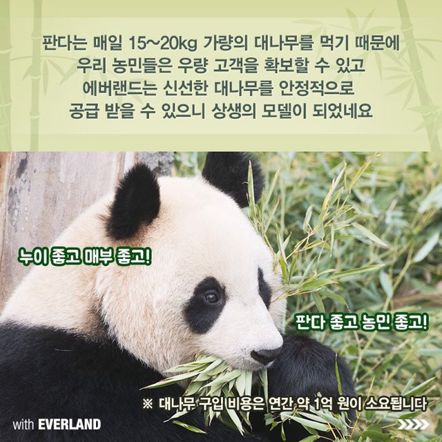 판다는 먹이값만 수백억이 들어간다? 판다의 진실.jpg | 인스티즈