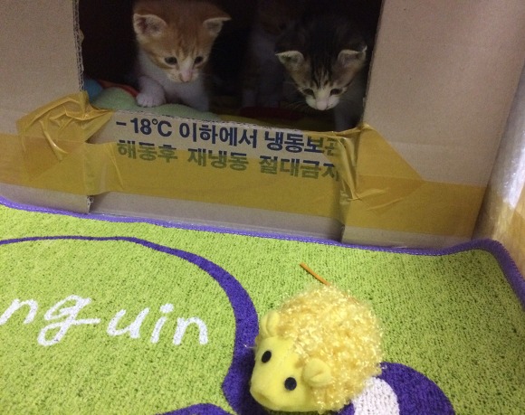 자취방에 찾아온 길냥이, 오늘자 아가냥들 근황 | 인스티즈