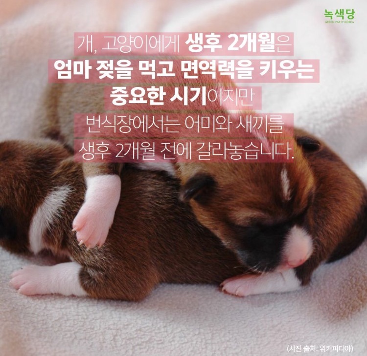 강아지 사지마세요 절대!!!!!!!!!!! (불쌍함주의) | 인스티즈