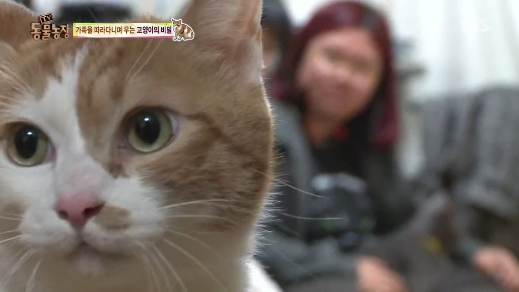 [동물농장] 존트 할말 다 하고 사는 수다쟁이 고양이 쪼롱이ㅋㅋㅋㅋ.jpg | 인스티즈