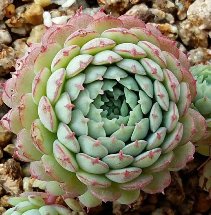 바닐바닐 이미지
