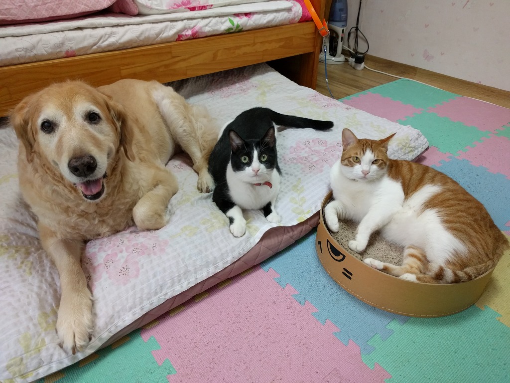 릴리네일 이미지