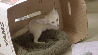 사막여우를 집에서 키운다면...gif | 인스티즈