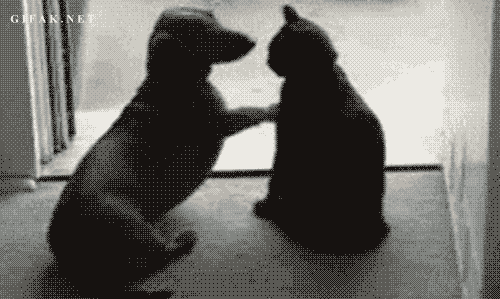 고양이 커플.gif | 인스티즈