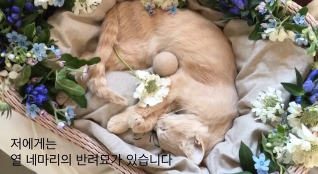 내 고양이의 장례식(슬픔주의) | 인스티즈