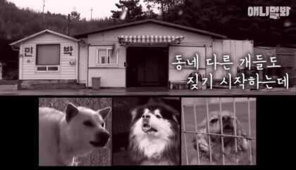 목숨을 구해준 강아지 | 인스티즈