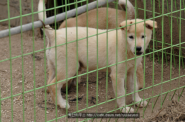 도담이 이미지
