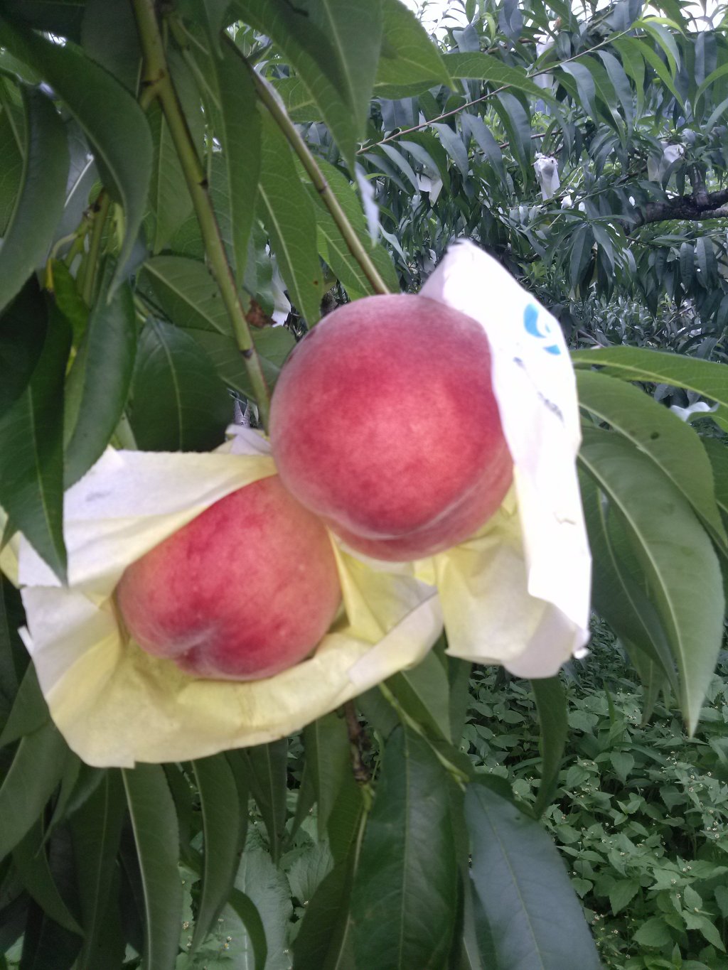 지리산 산골농원 이미지